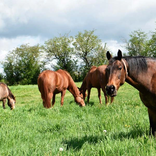 Pension pour chevaux à Chazemais, Allier